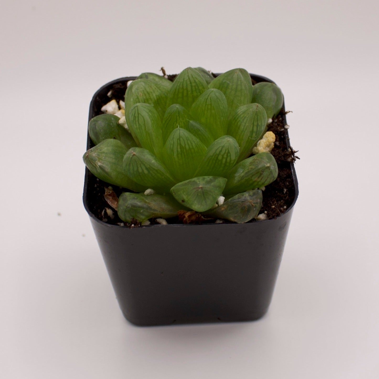 Haworthia Cymbiformis