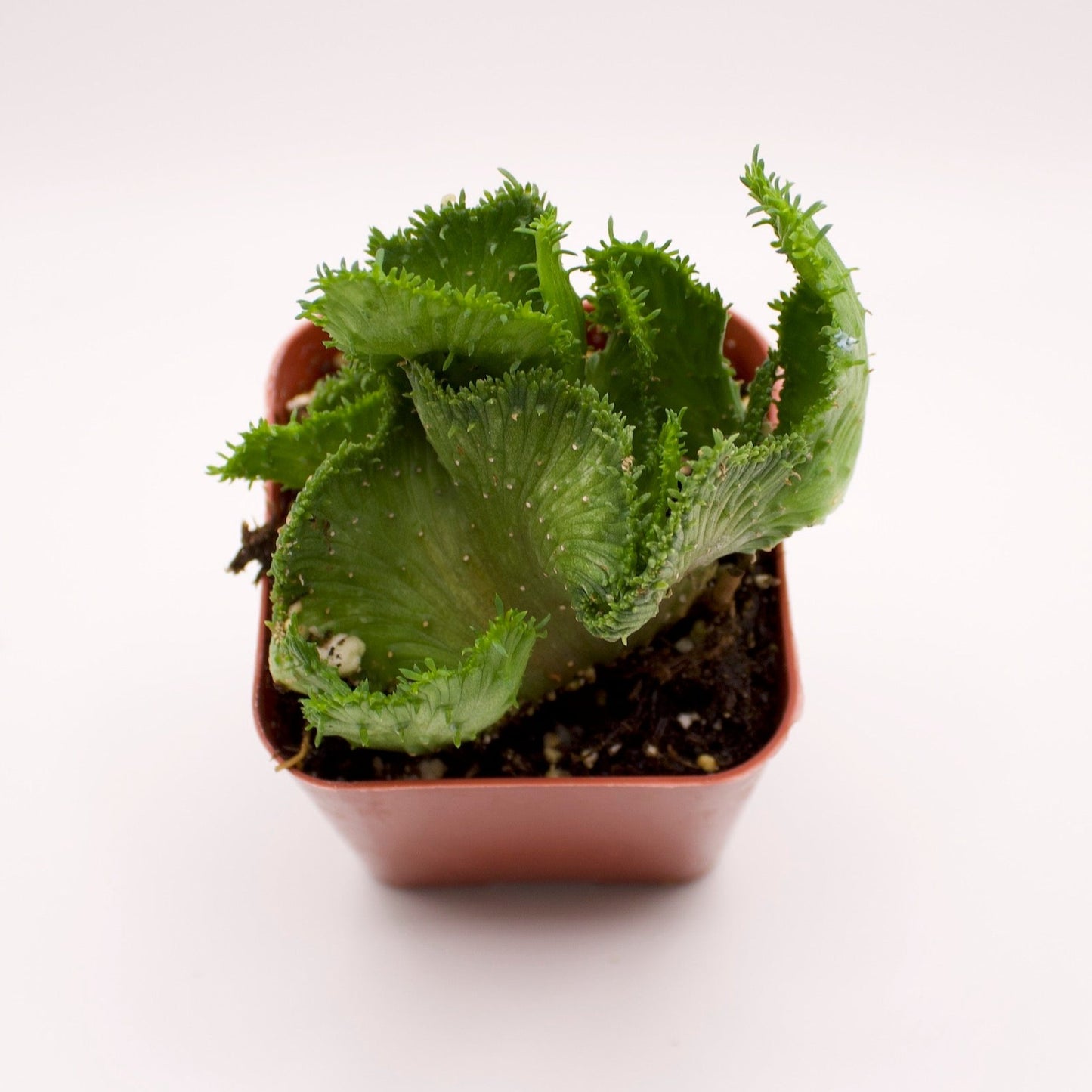 Euphorbia Green Coral