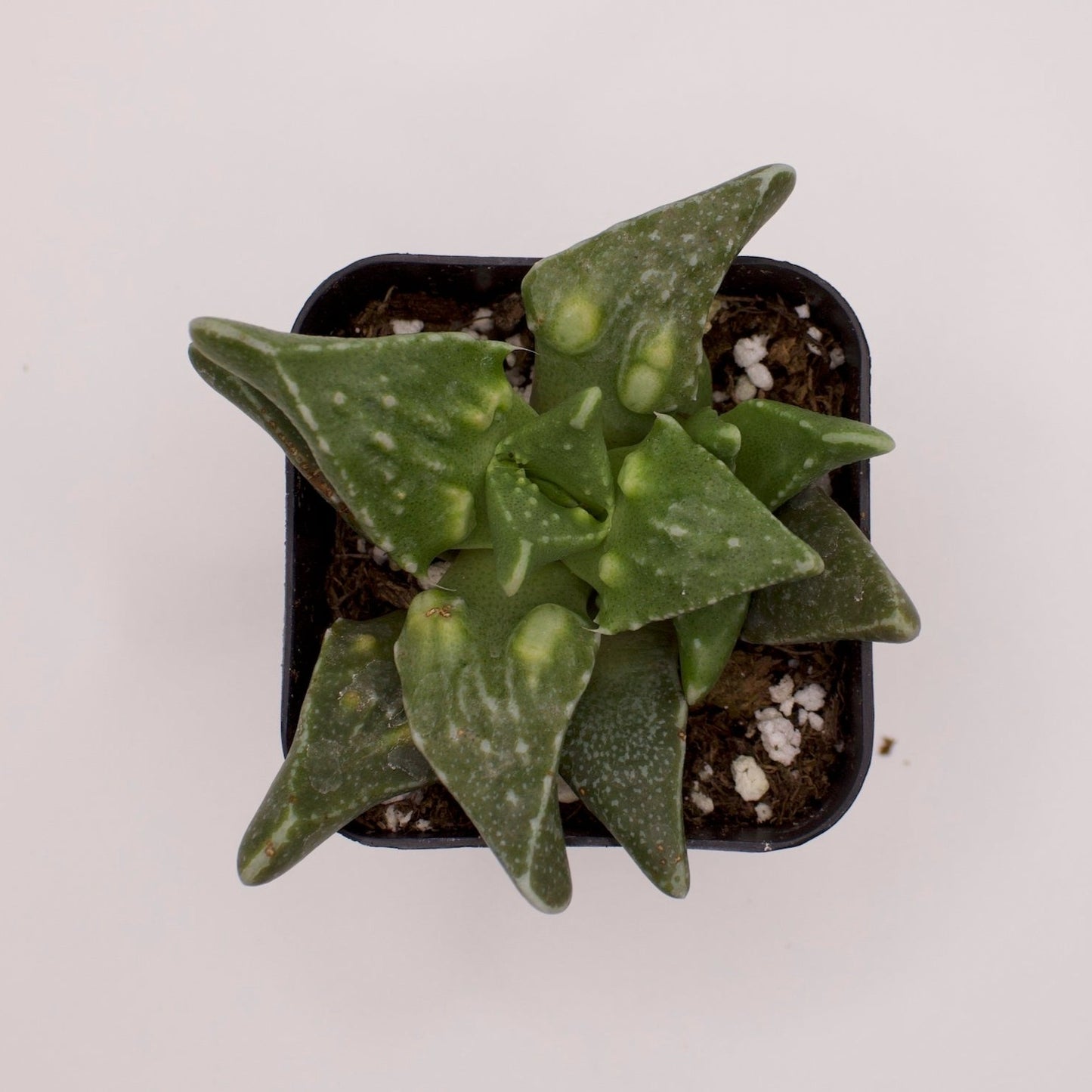 Faucaria Tiger Jaws