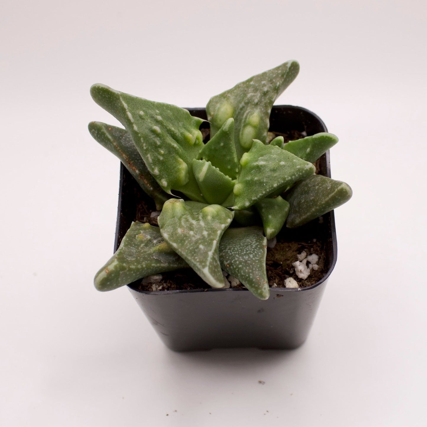 Faucaria Tiger Jaws