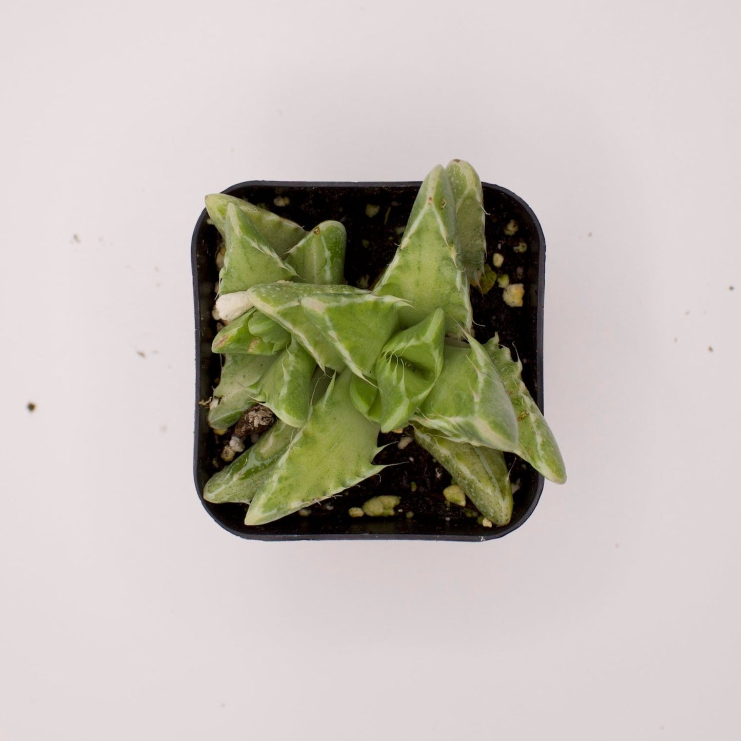 Faucaria Variegated Tiger Jaws