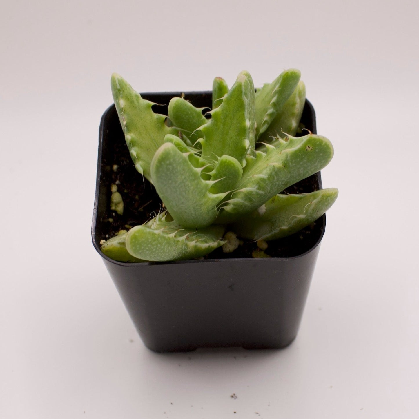 Faucaria Variegated Tiger Jaws