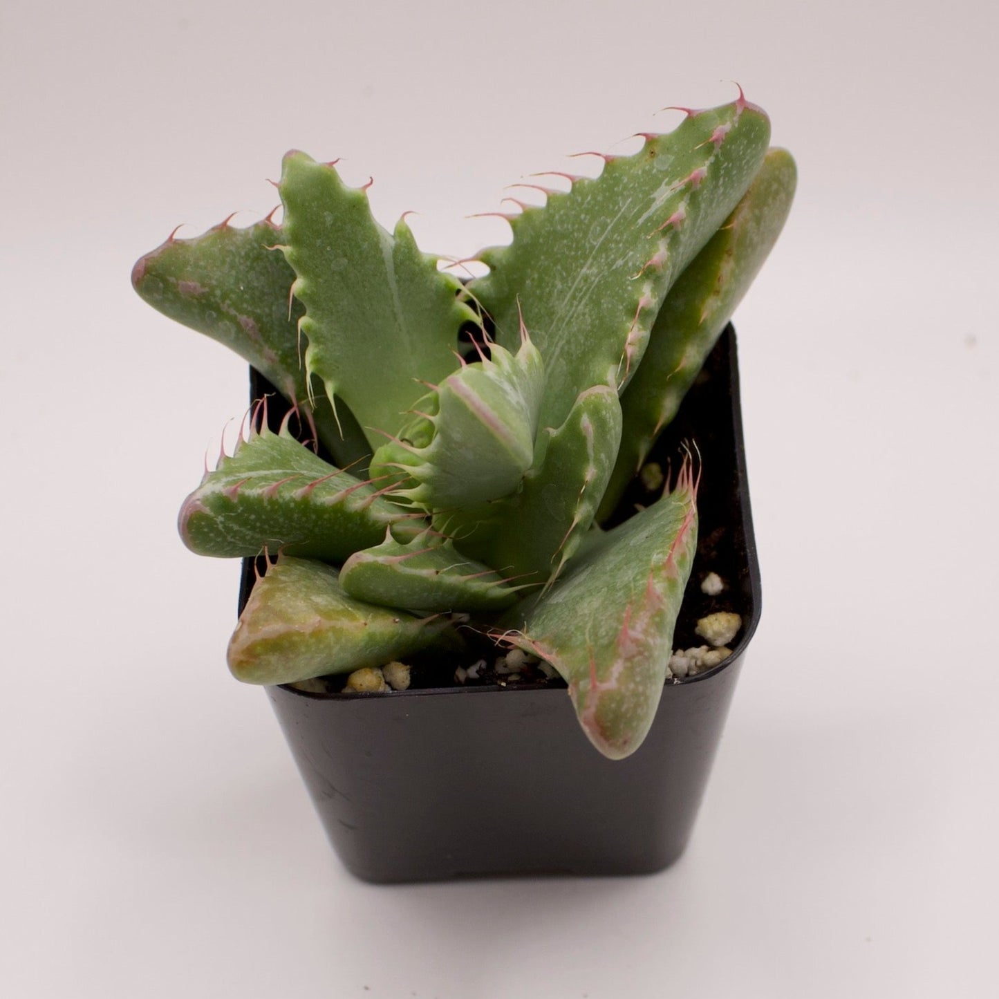 Faucaria Variegated Tiger Jaws