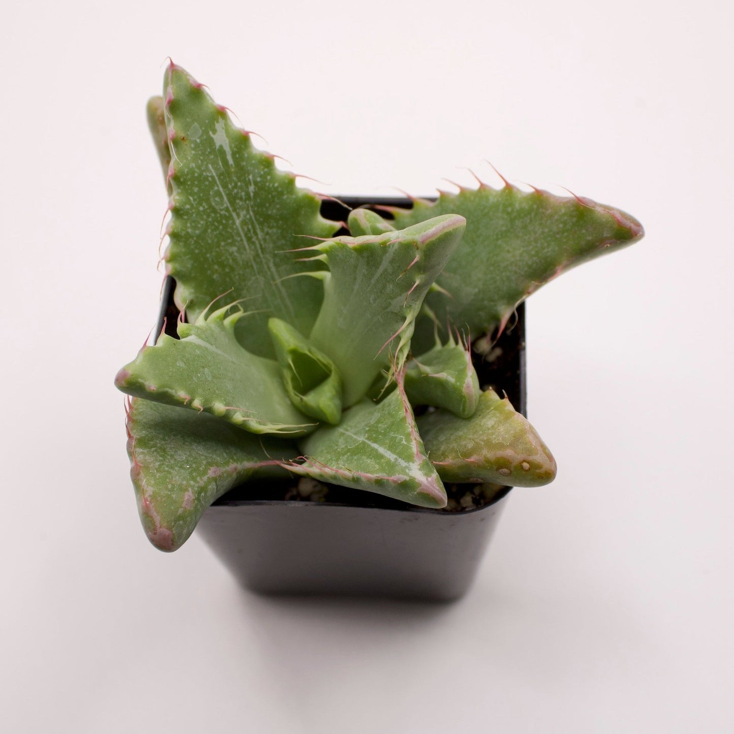 Faucaria Variegated Tiger Jaws