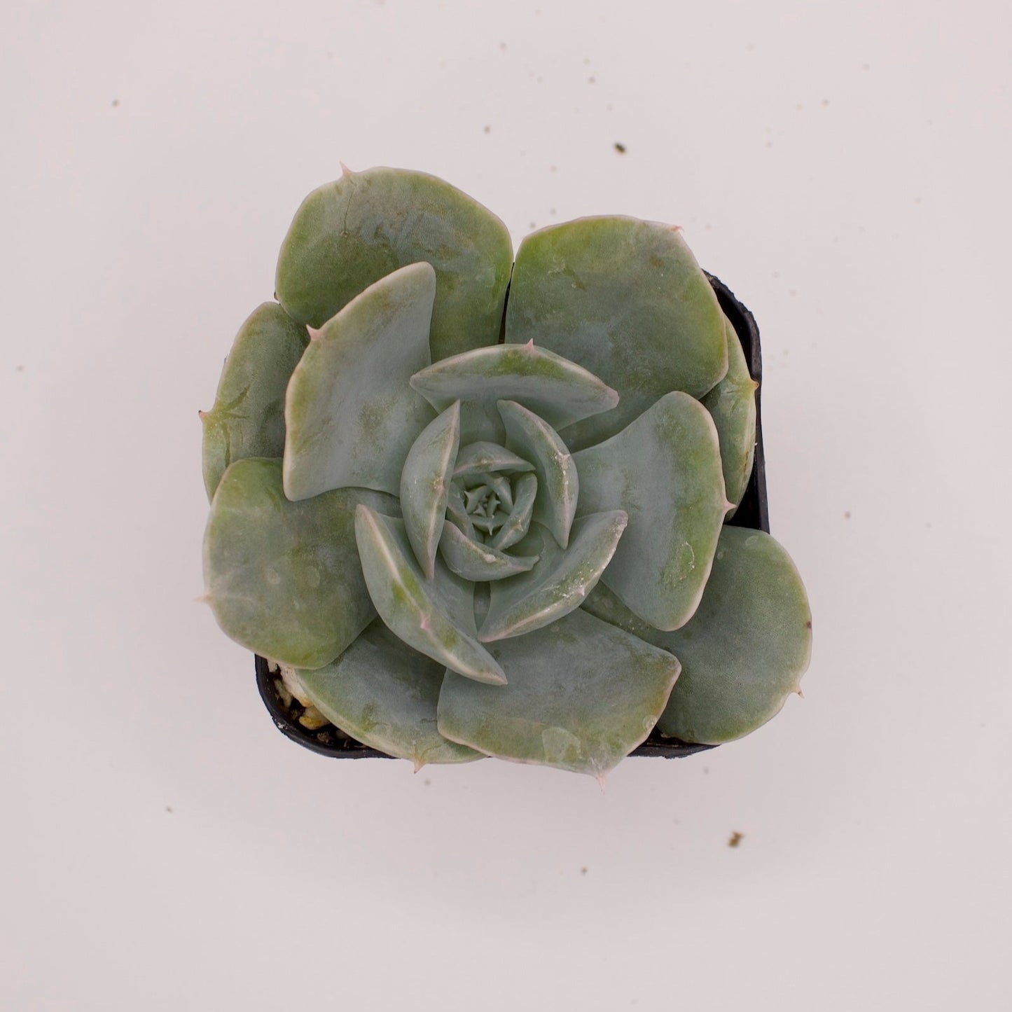 Echeveria Runyonii