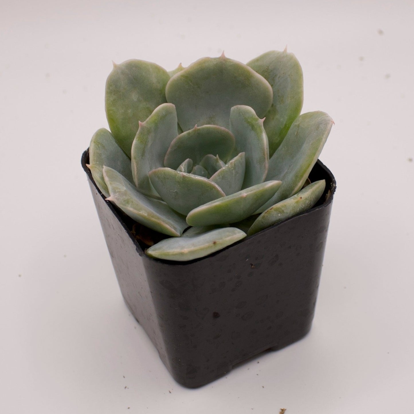 Echeveria Runyonii