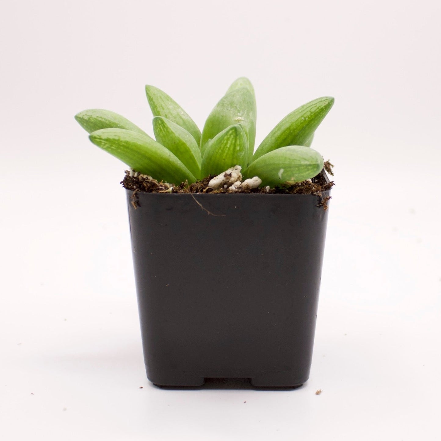 Haworthia Turgida X
