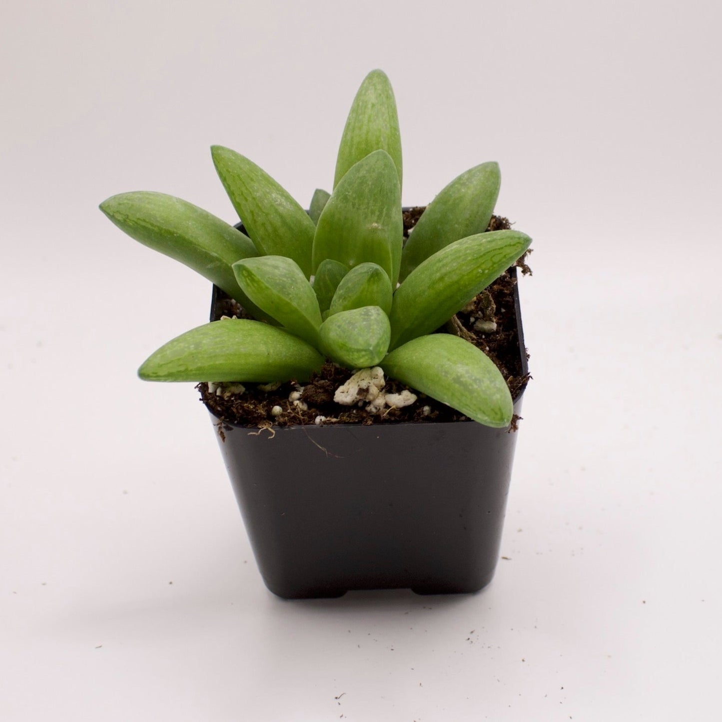 Haworthia Turgida X