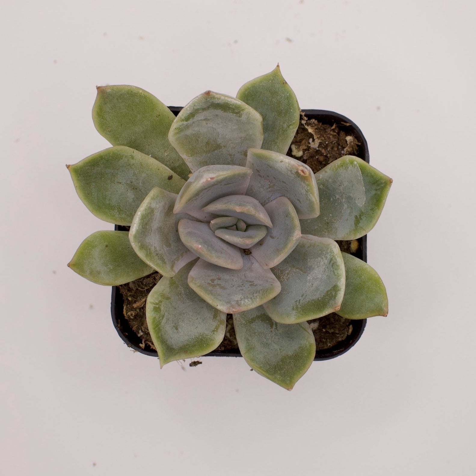 echeveria orion succulent Echeveria Orion – Perfectly Rooted Succulents