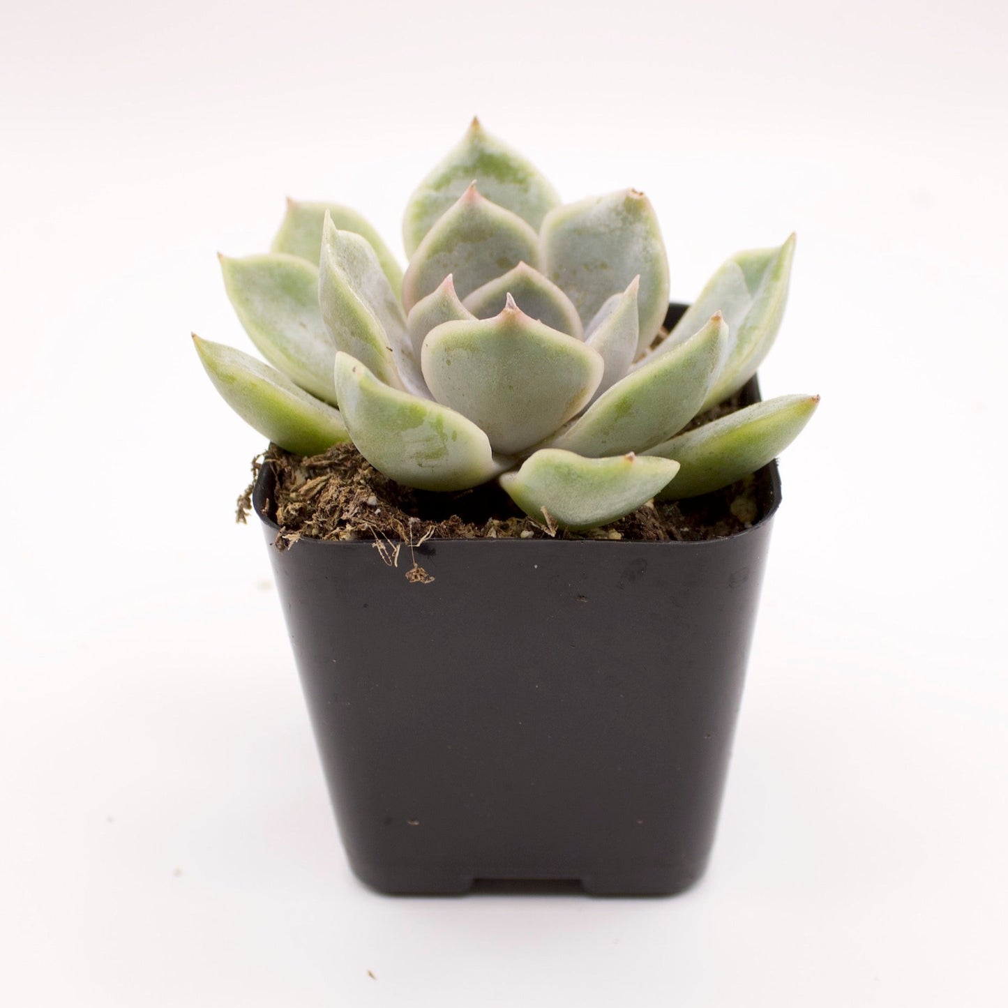 Echeveria Orion