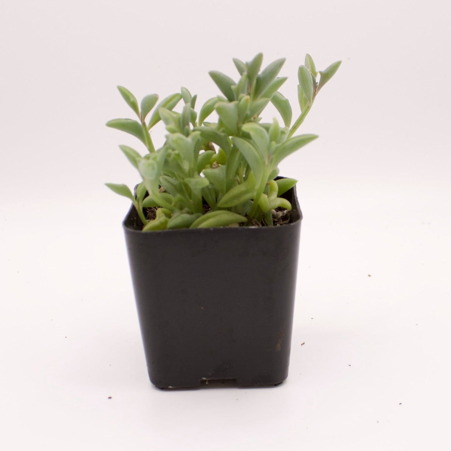 Senecio String of Dolphins