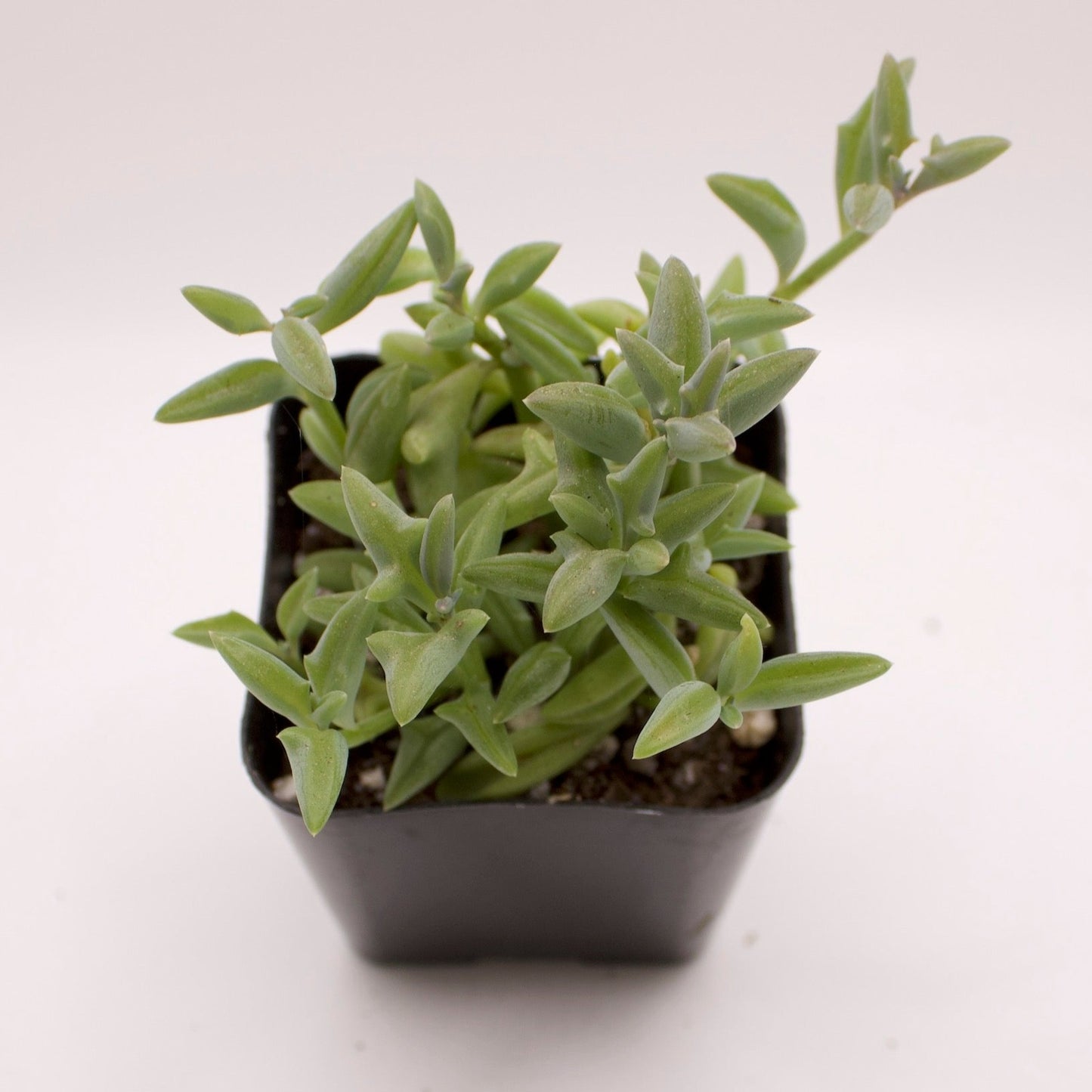 Senecio String of Dolphins