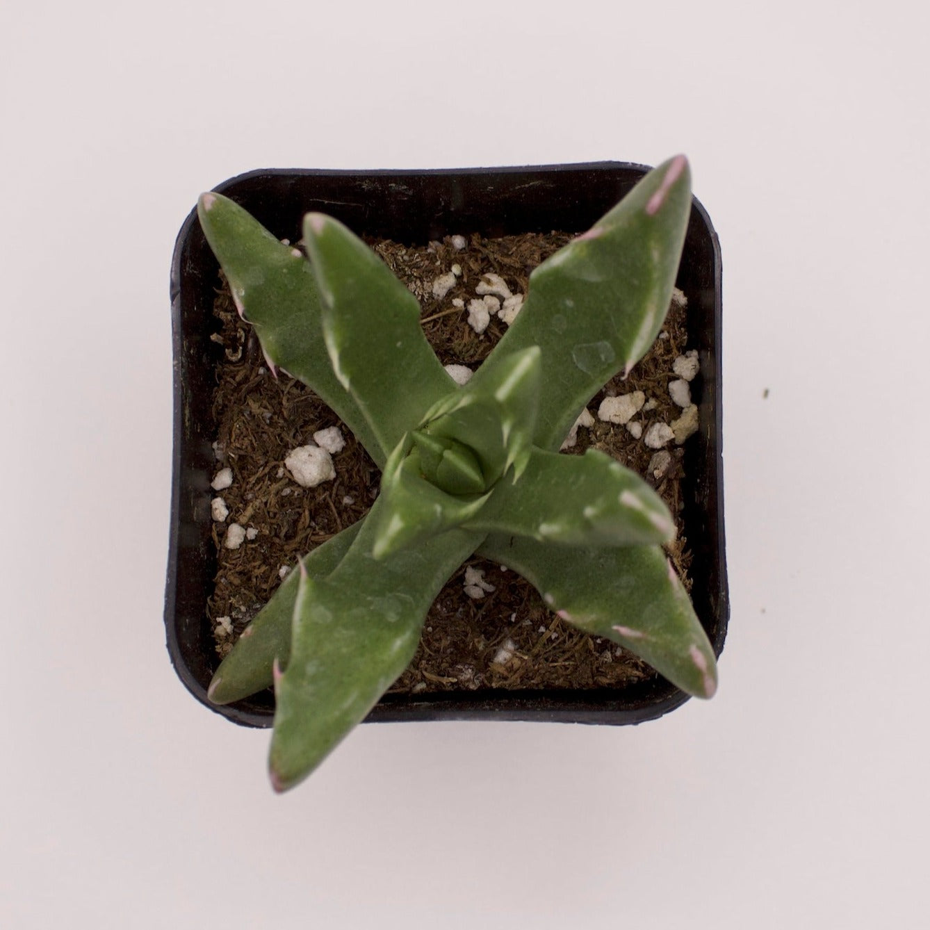 Faucaria Candida