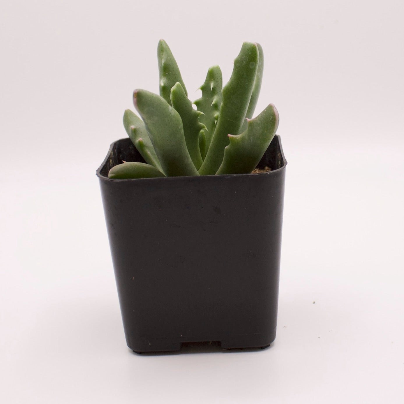 Faucaria Candida