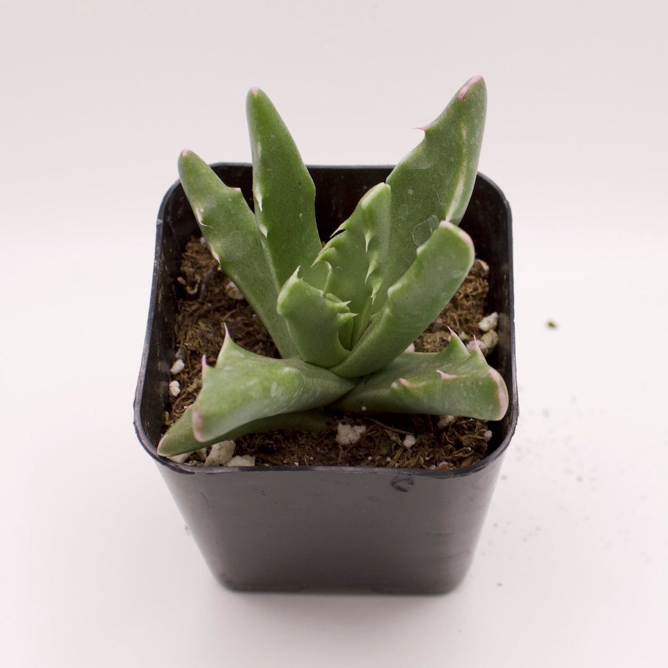 Faucaria Candida