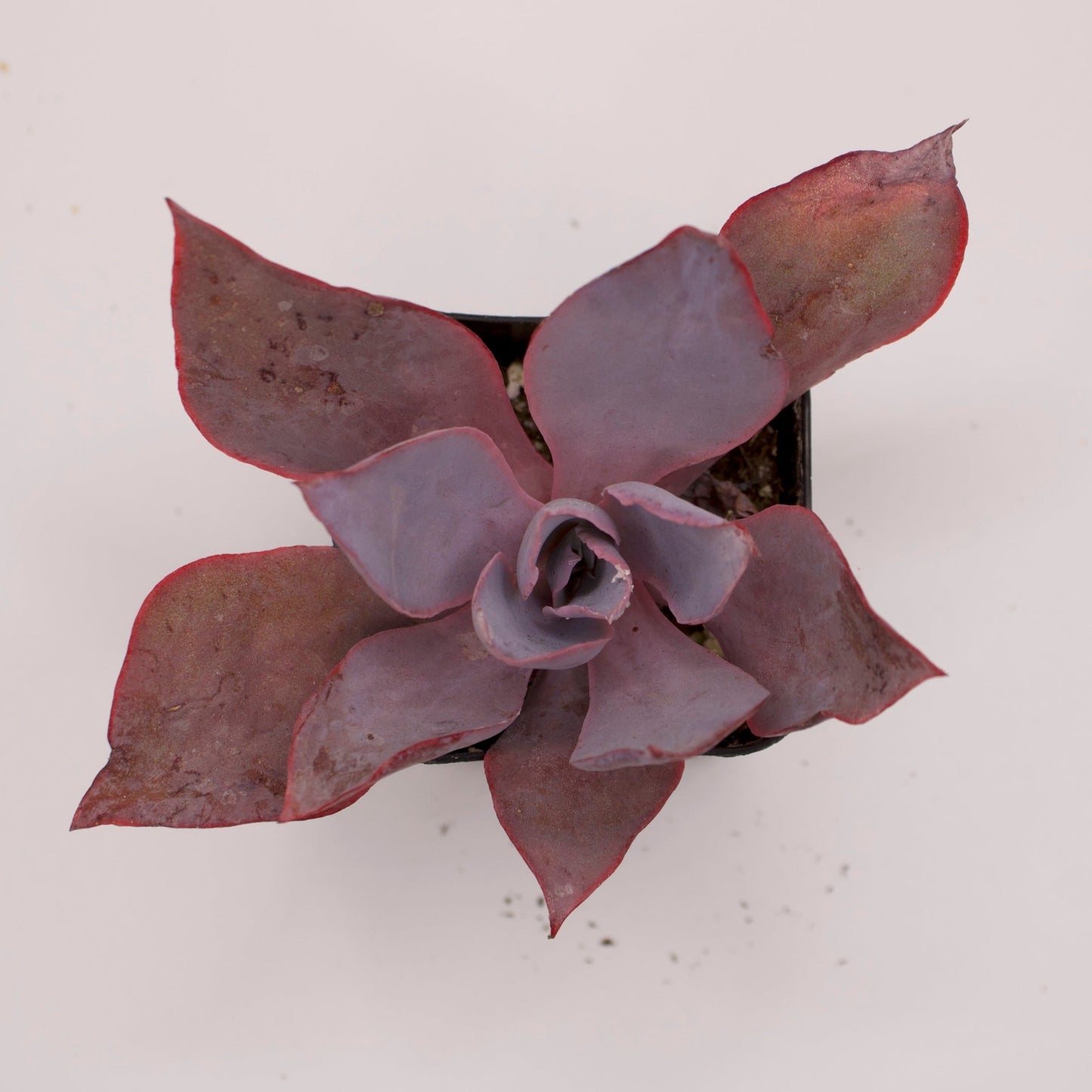Echeveria Afterglow