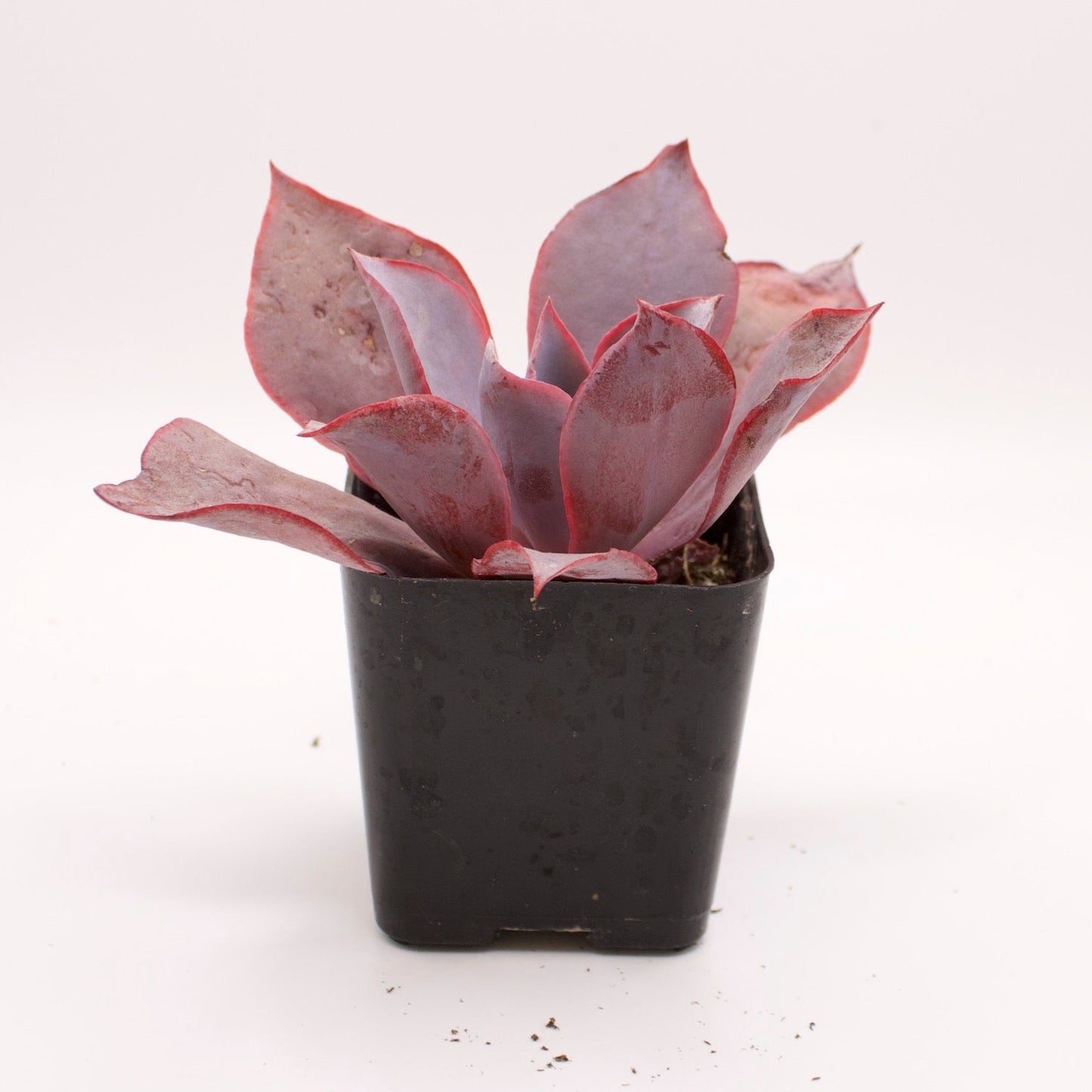 Echeveria Afterglow