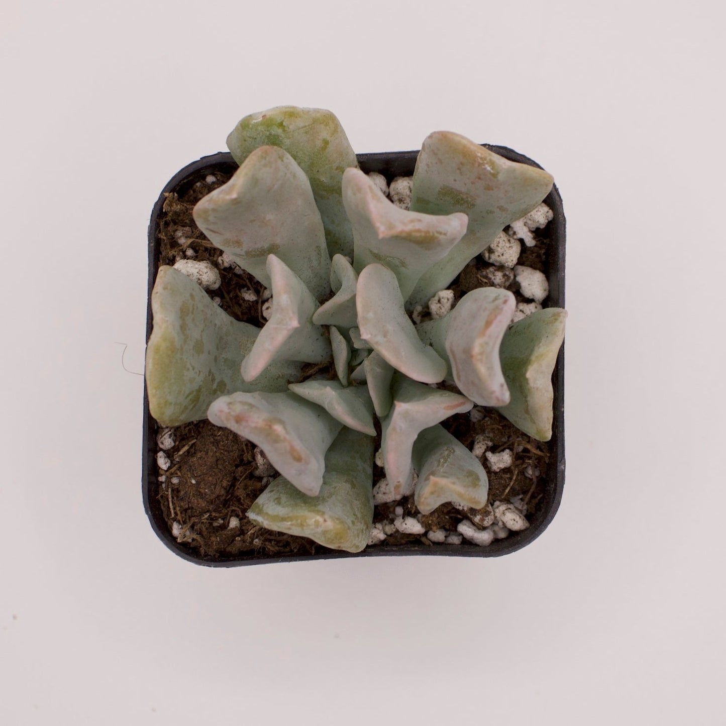 Echeveria Topsy Turvy