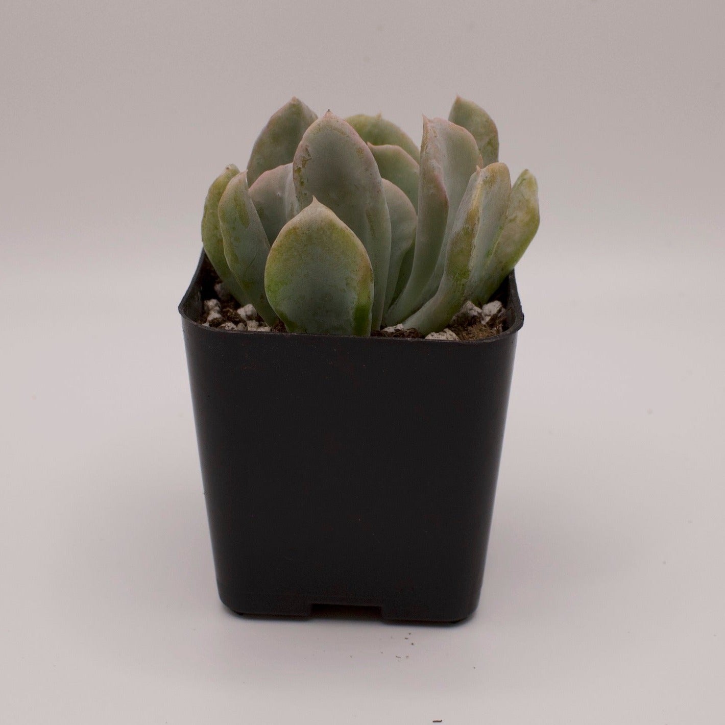 Echeveria Topsy Turvy