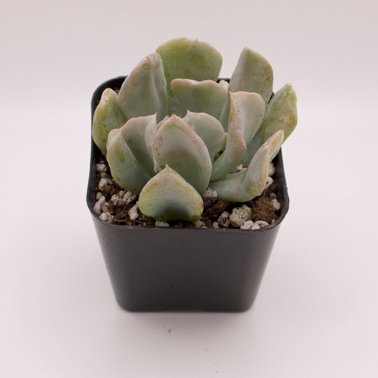 Echeveria Topsy Turvy