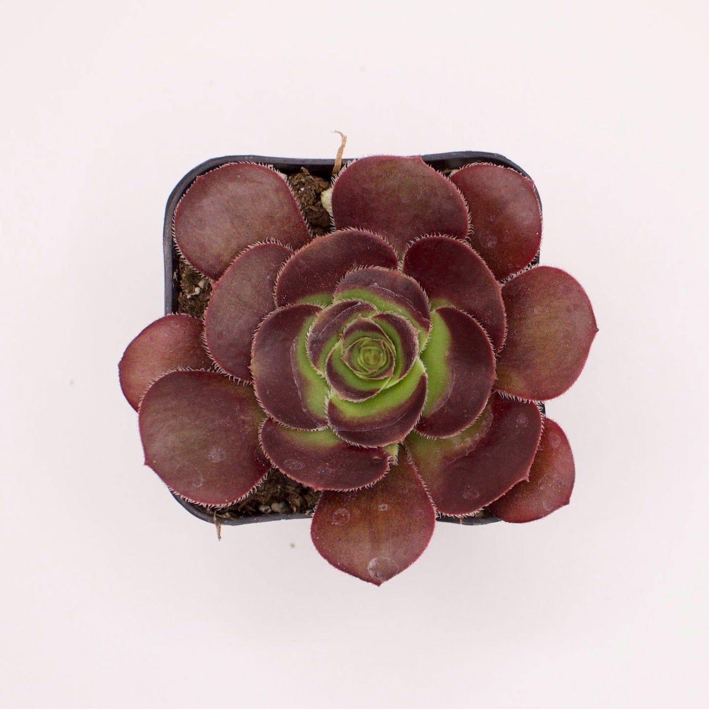 Aeonium Silk Pinwheel