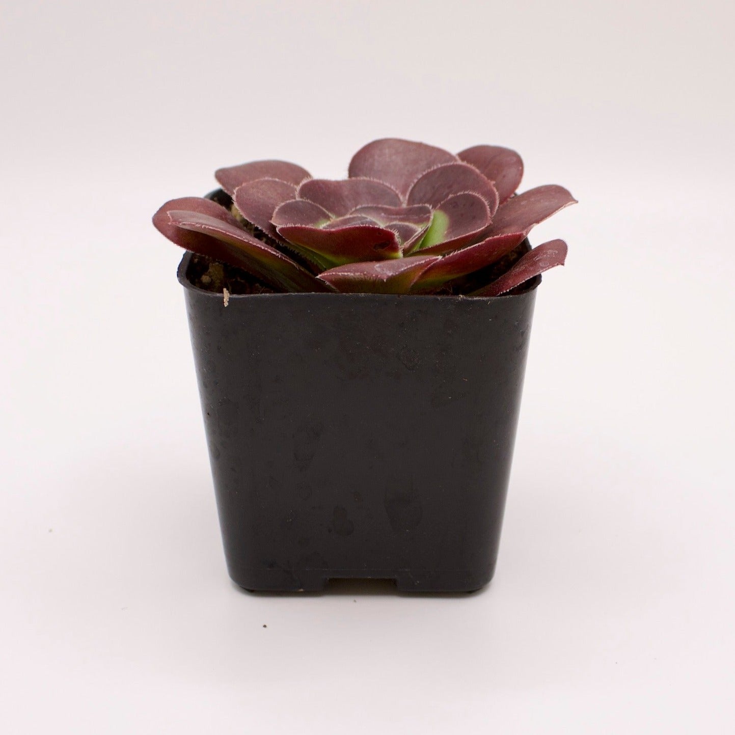 Aeonium Silk Pinwheel