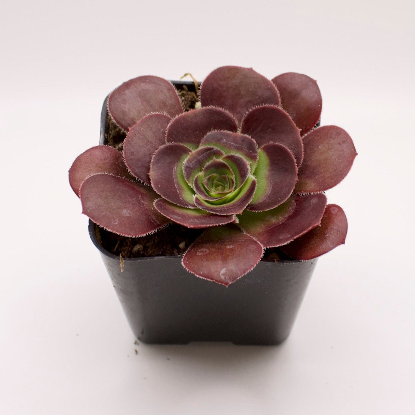 Aeonium Silk Pinwheel