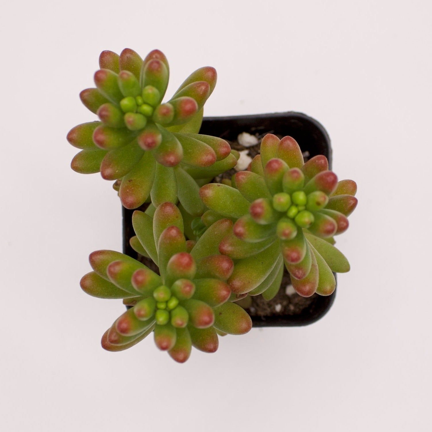 succulent pork and beans Sedum Pork n Beans – Perfectly Rooted Succulents