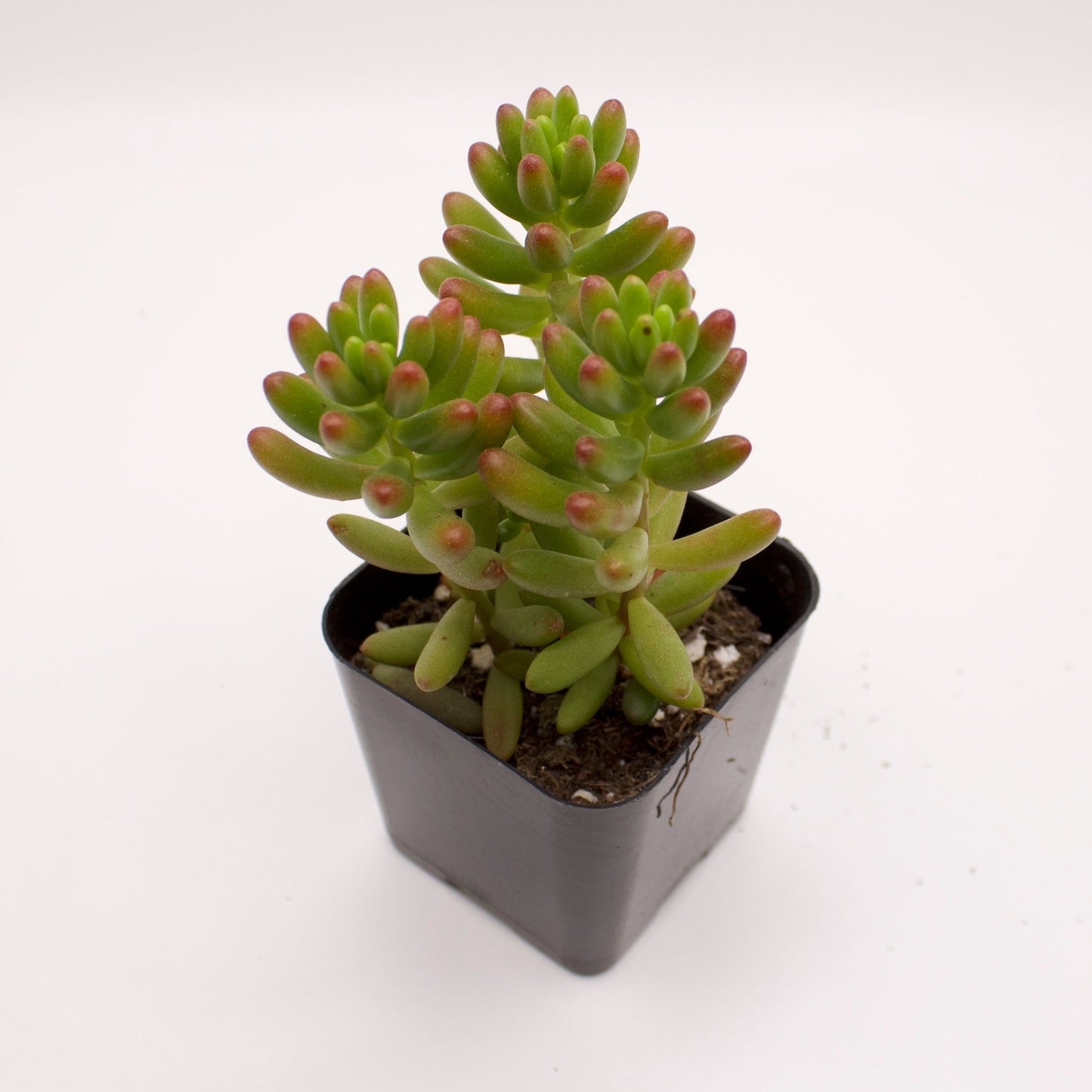 Sedum Pork n Beans
