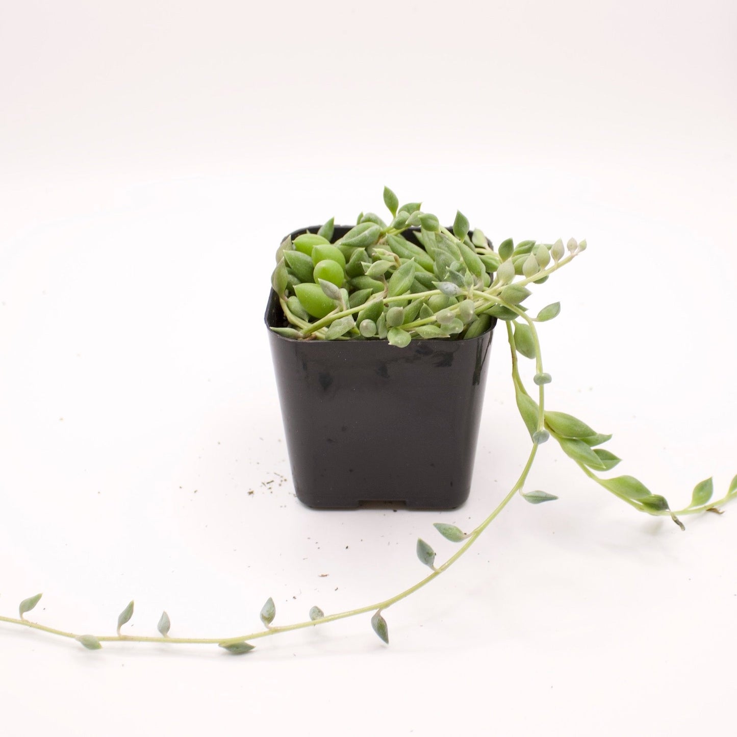 Senecio String of Tears