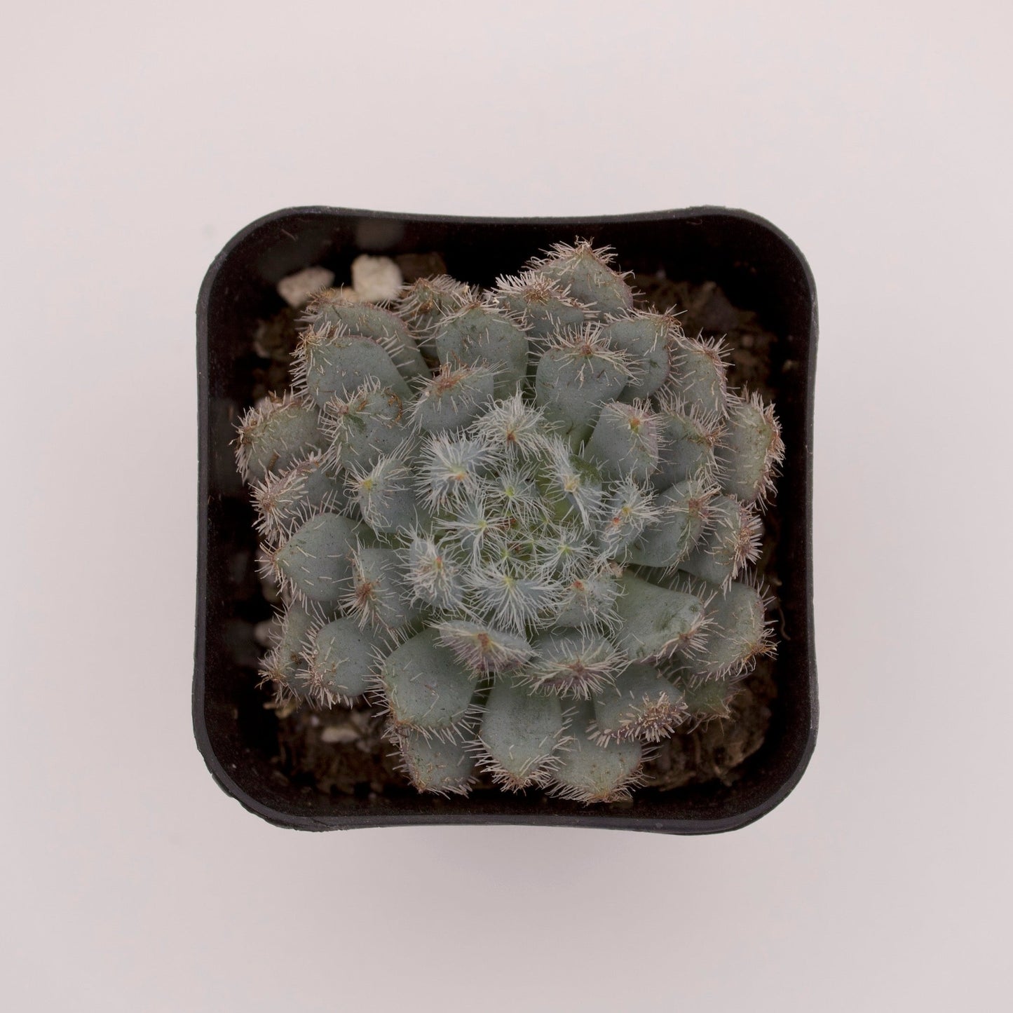 Echeveria Furball