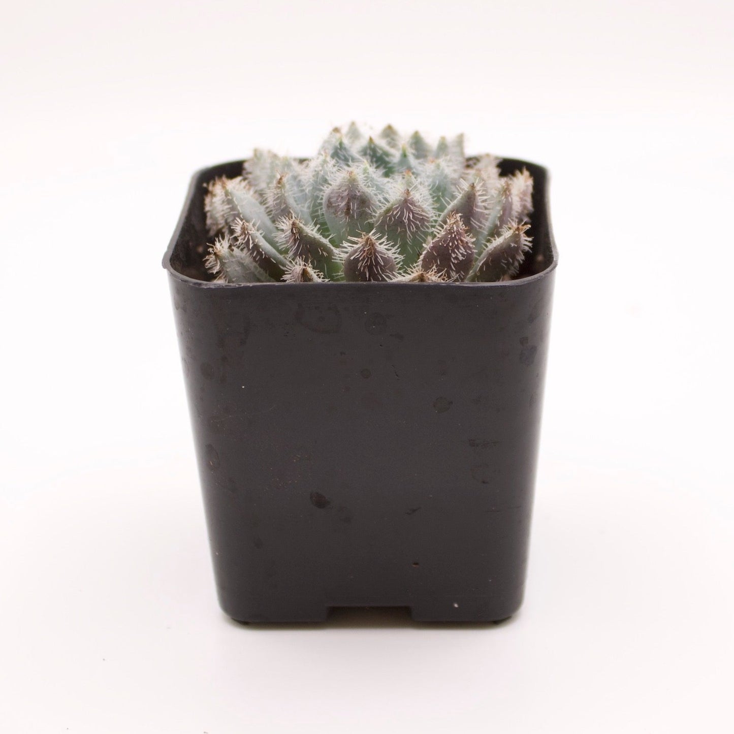 Echeveria Furball