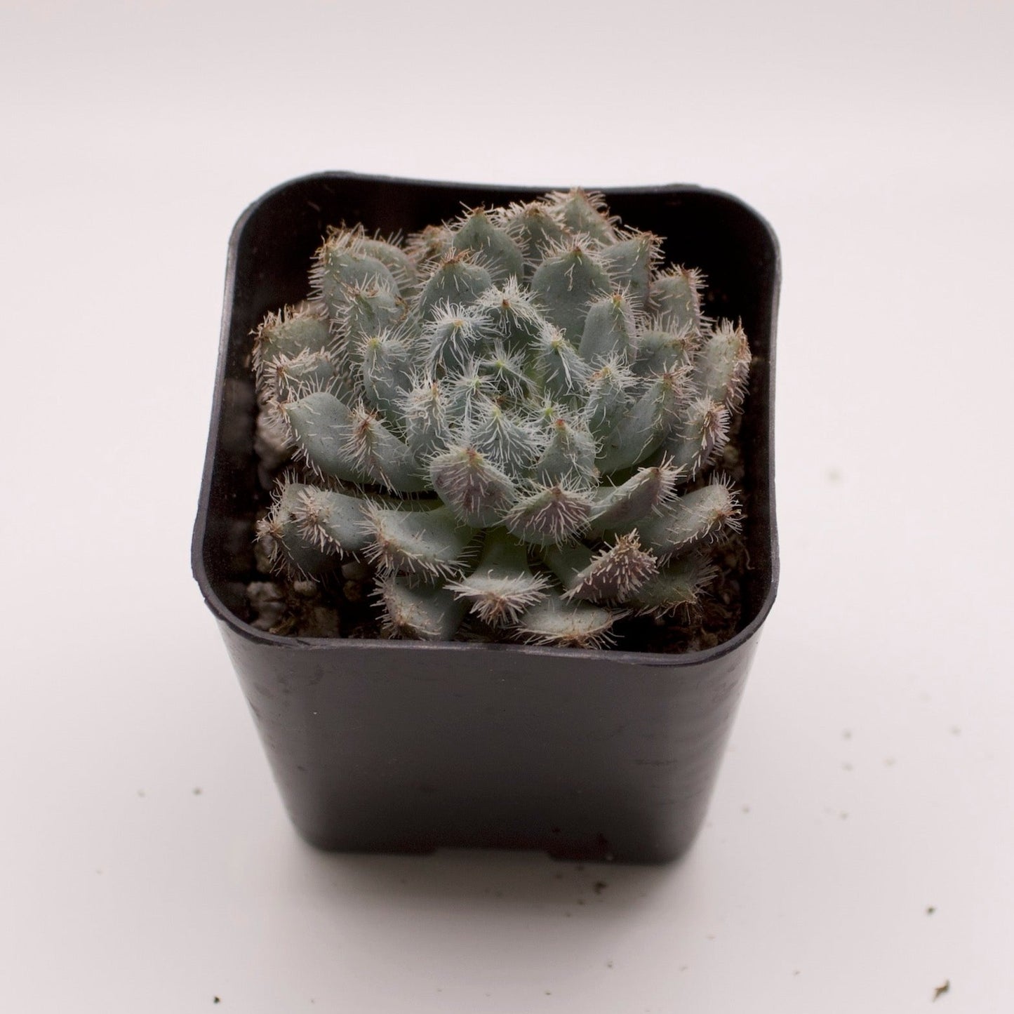 Echeveria Furball
