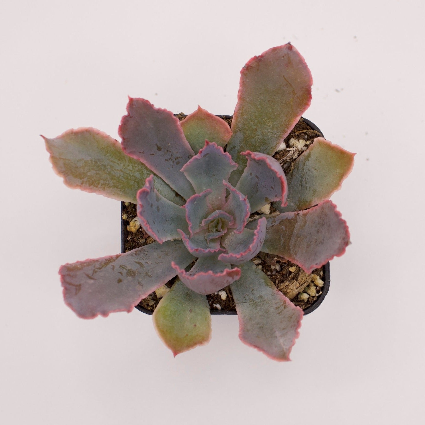 succulent neon breaker Echeveria Neon Breakers – Perfectly Rooted Succulents