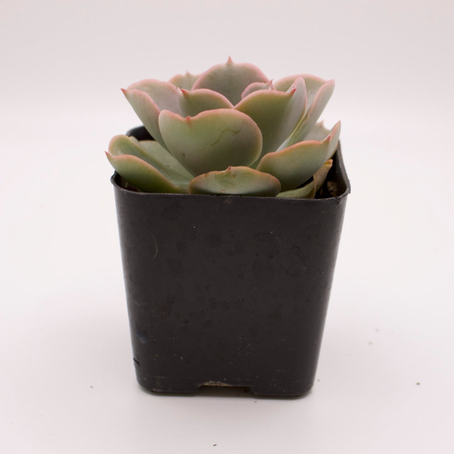 Echeveria Domingo