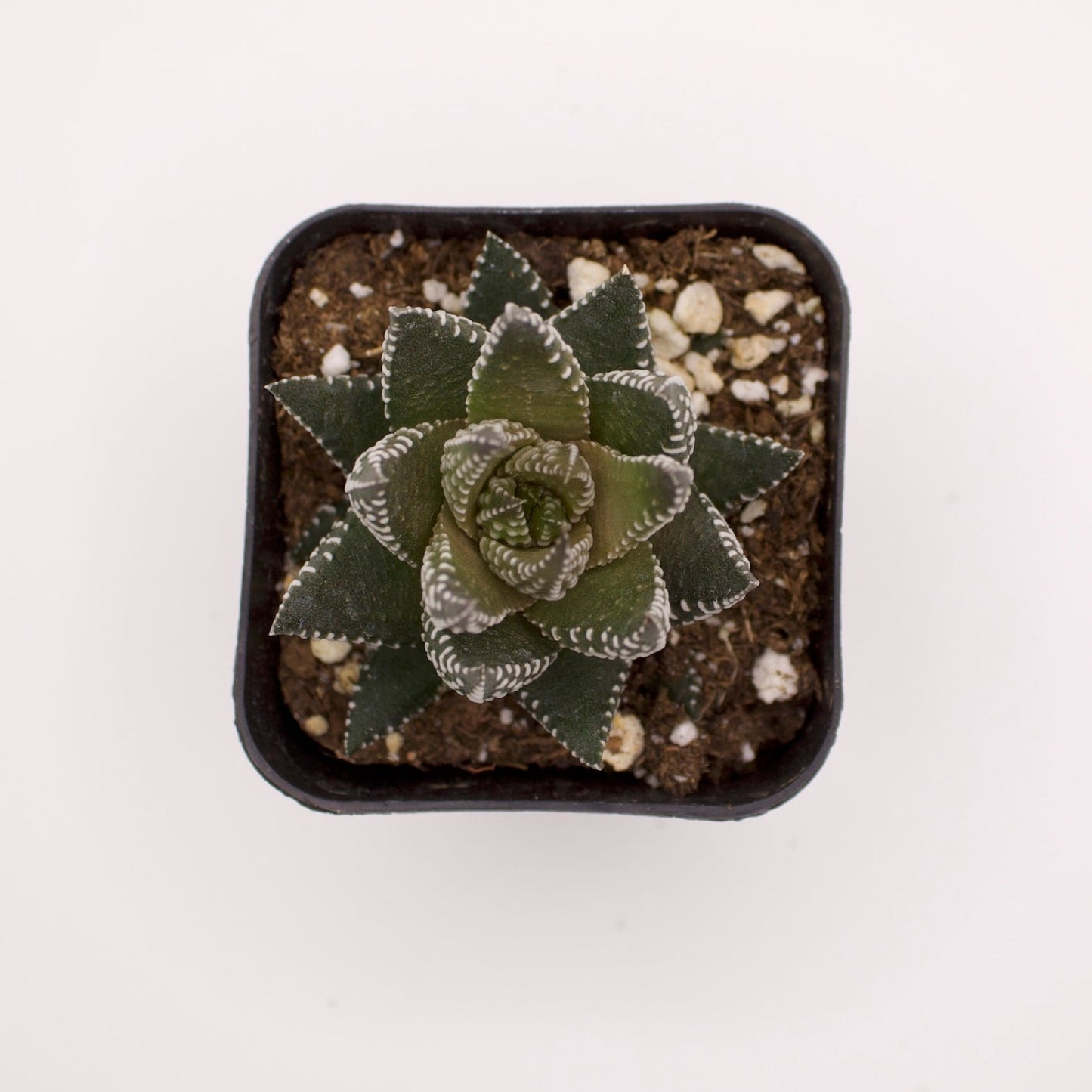 Haworthia Pumila