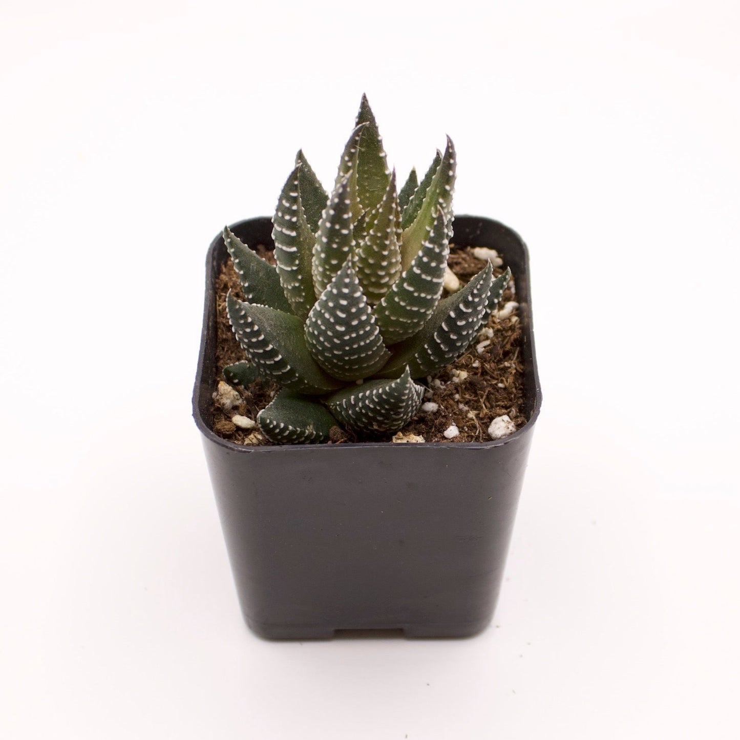 Haworthia Pumila