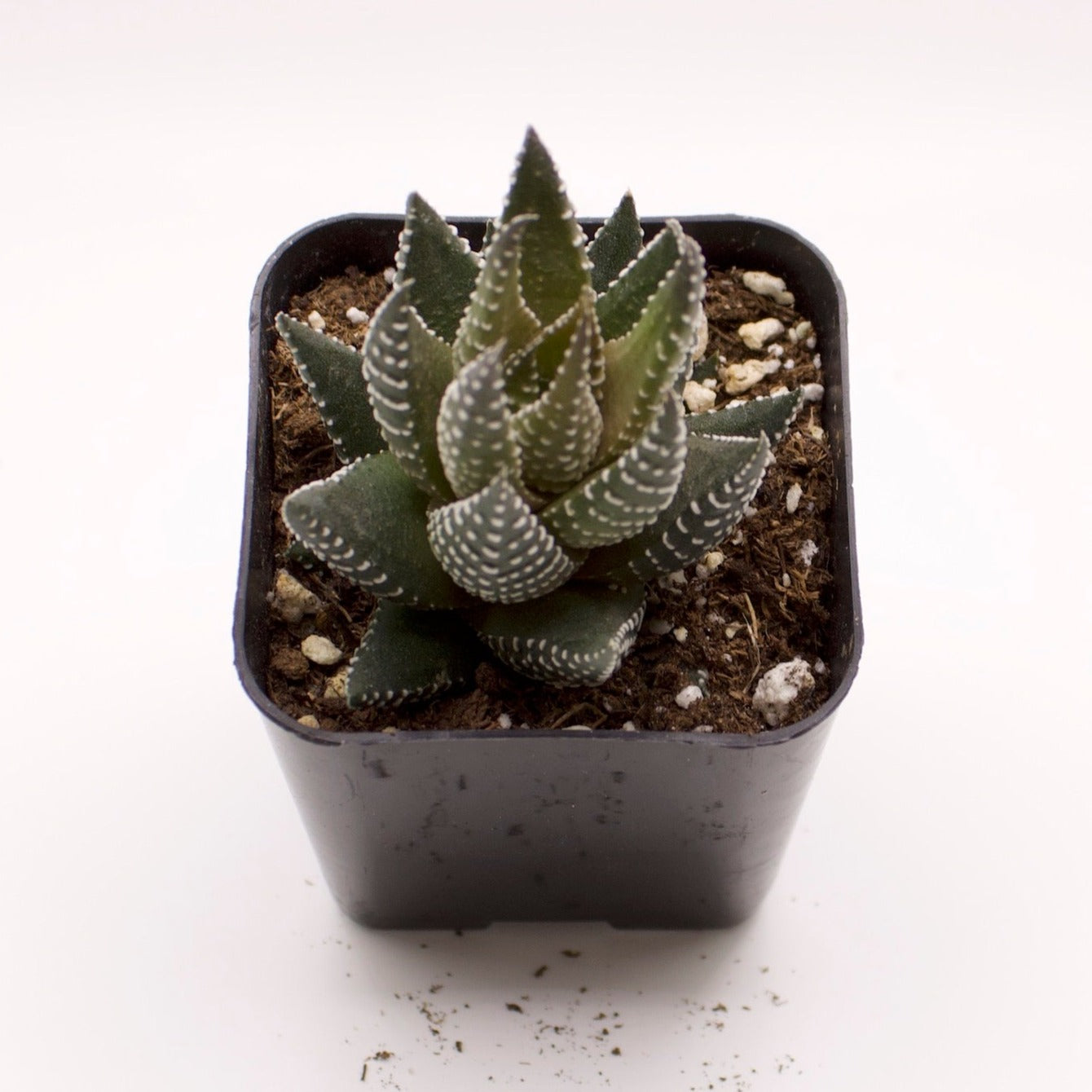 Haworthia Pumila