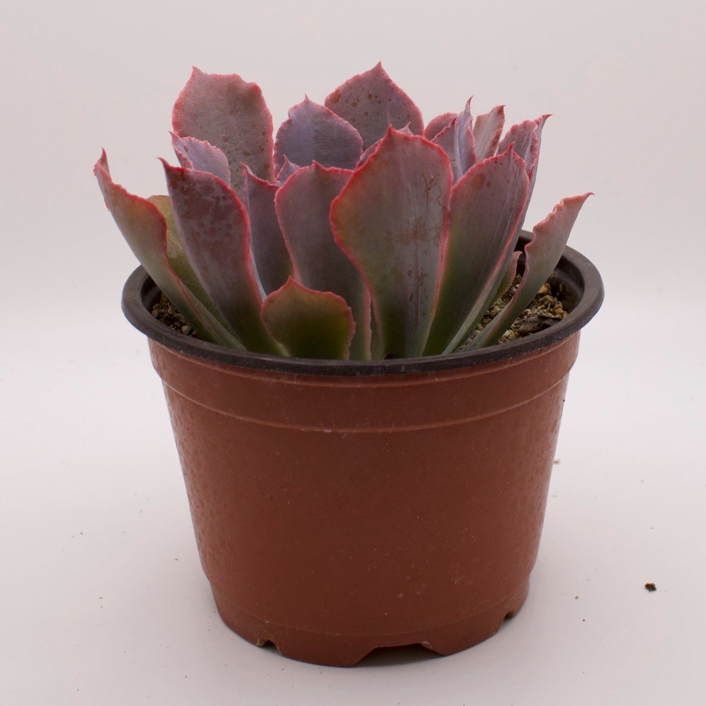 Echeveria Neon Breakers