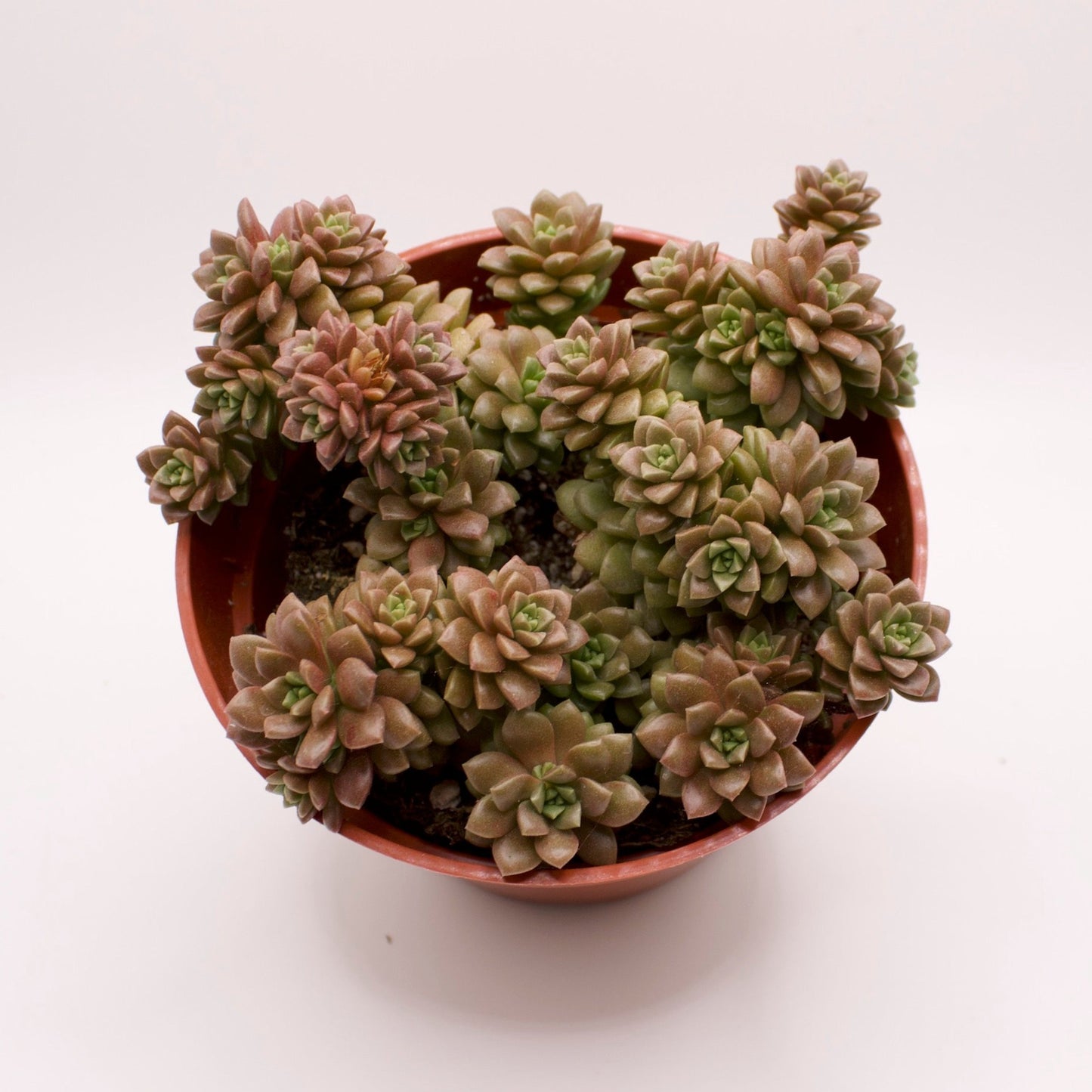 Cremnosedum Little Gem