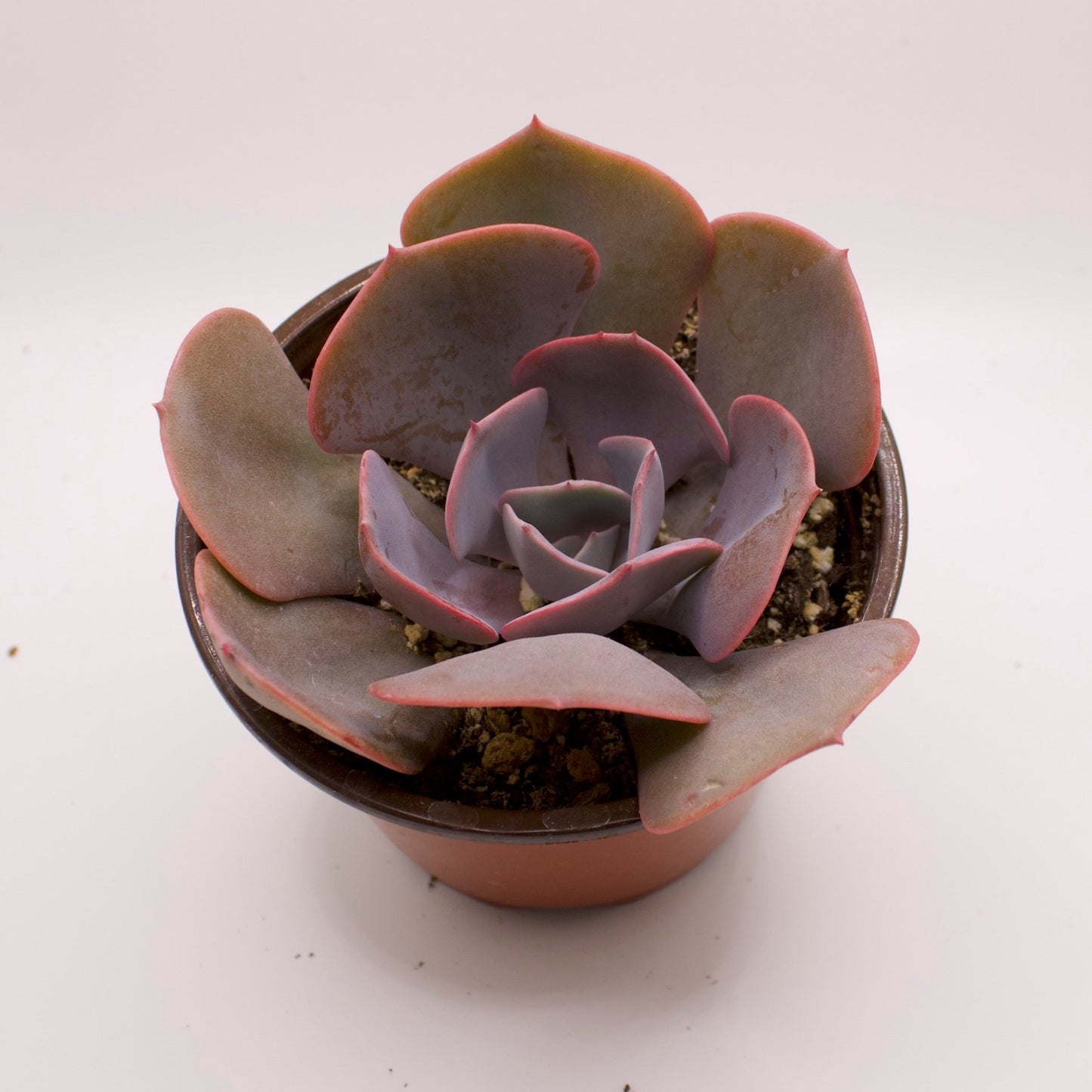 Echeveria Dusty Rose