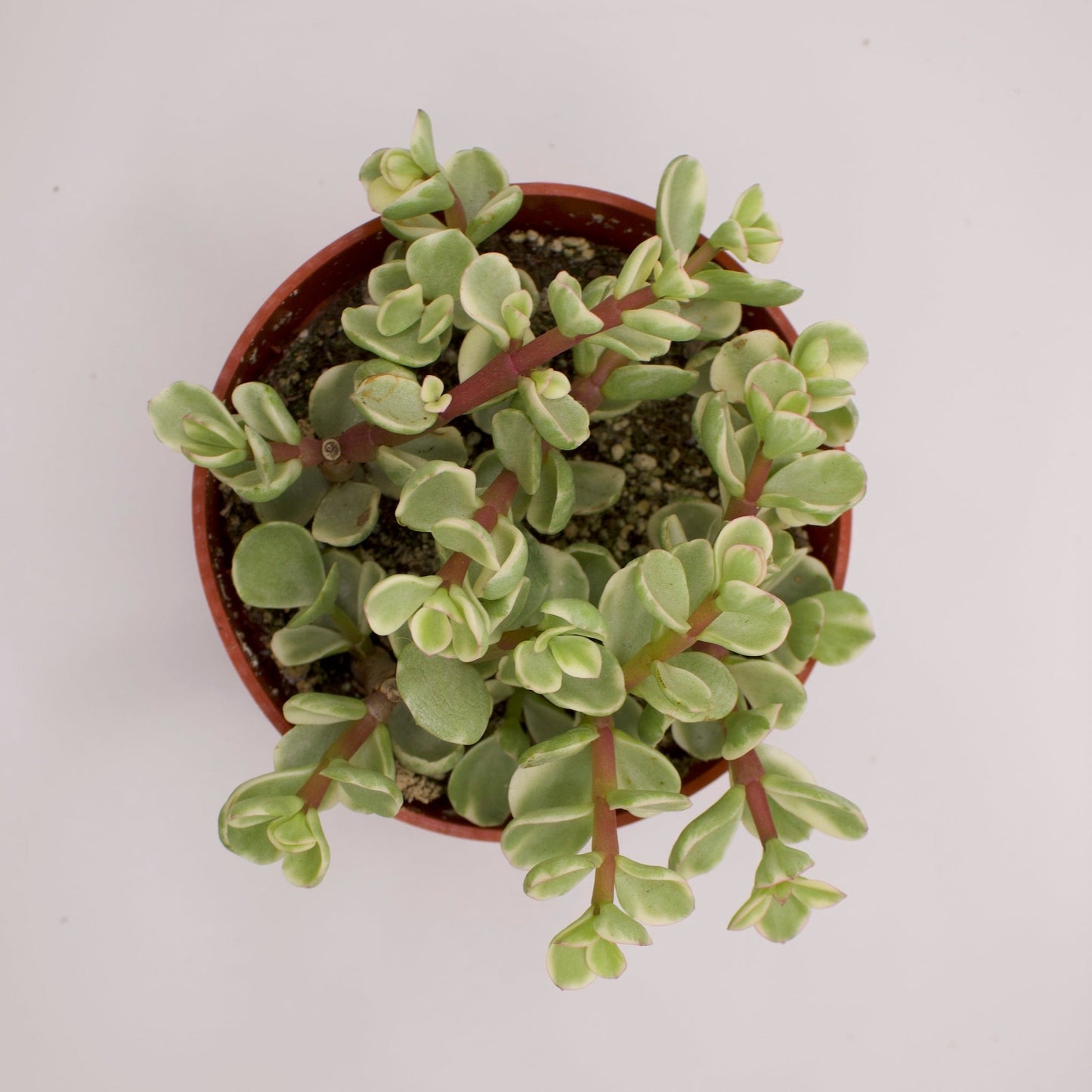 Portulacaria Afra Variegata