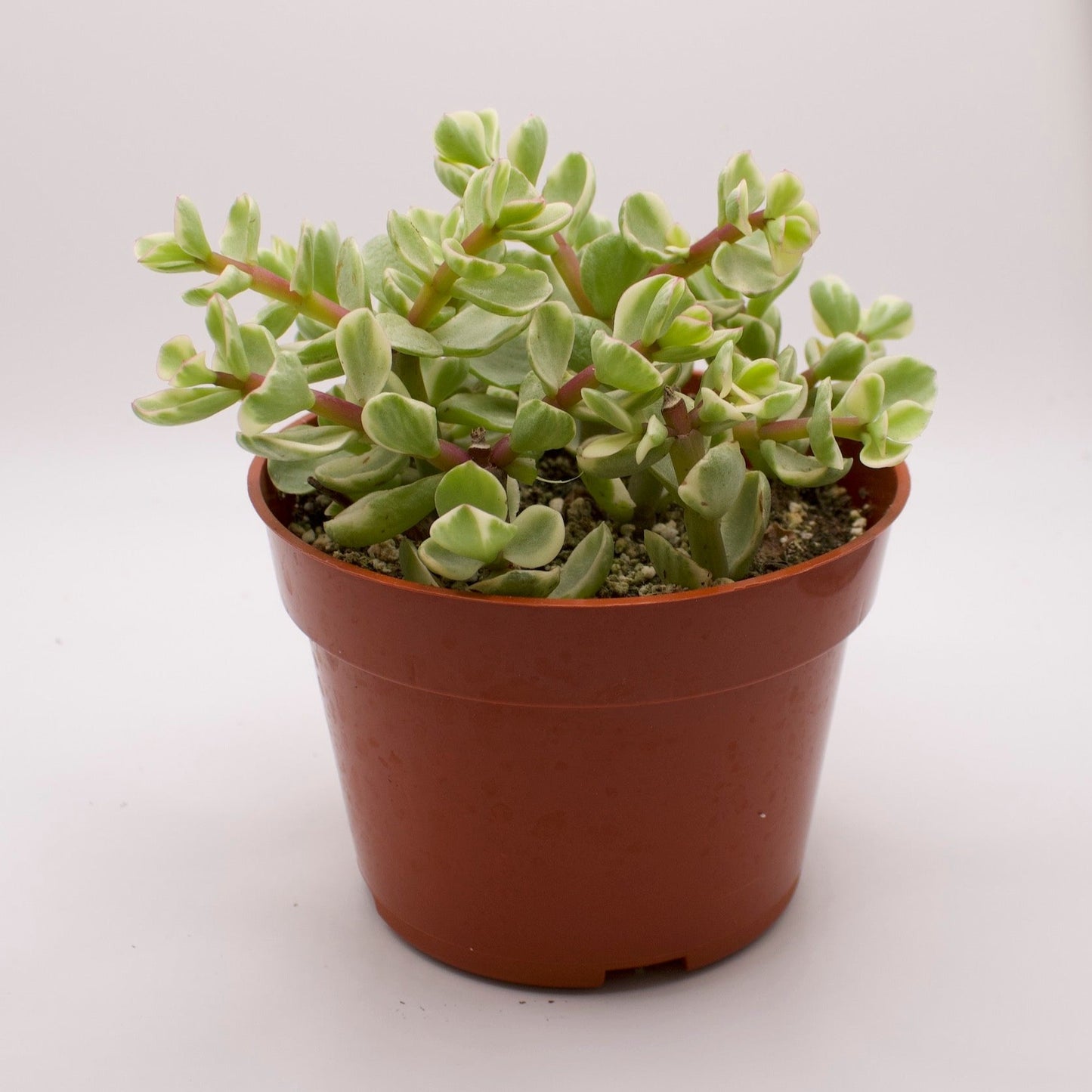 Portulacaria Afra Variegata