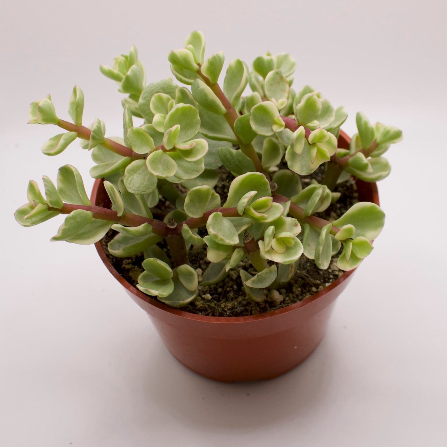 Portulacaria Afra Variegata
