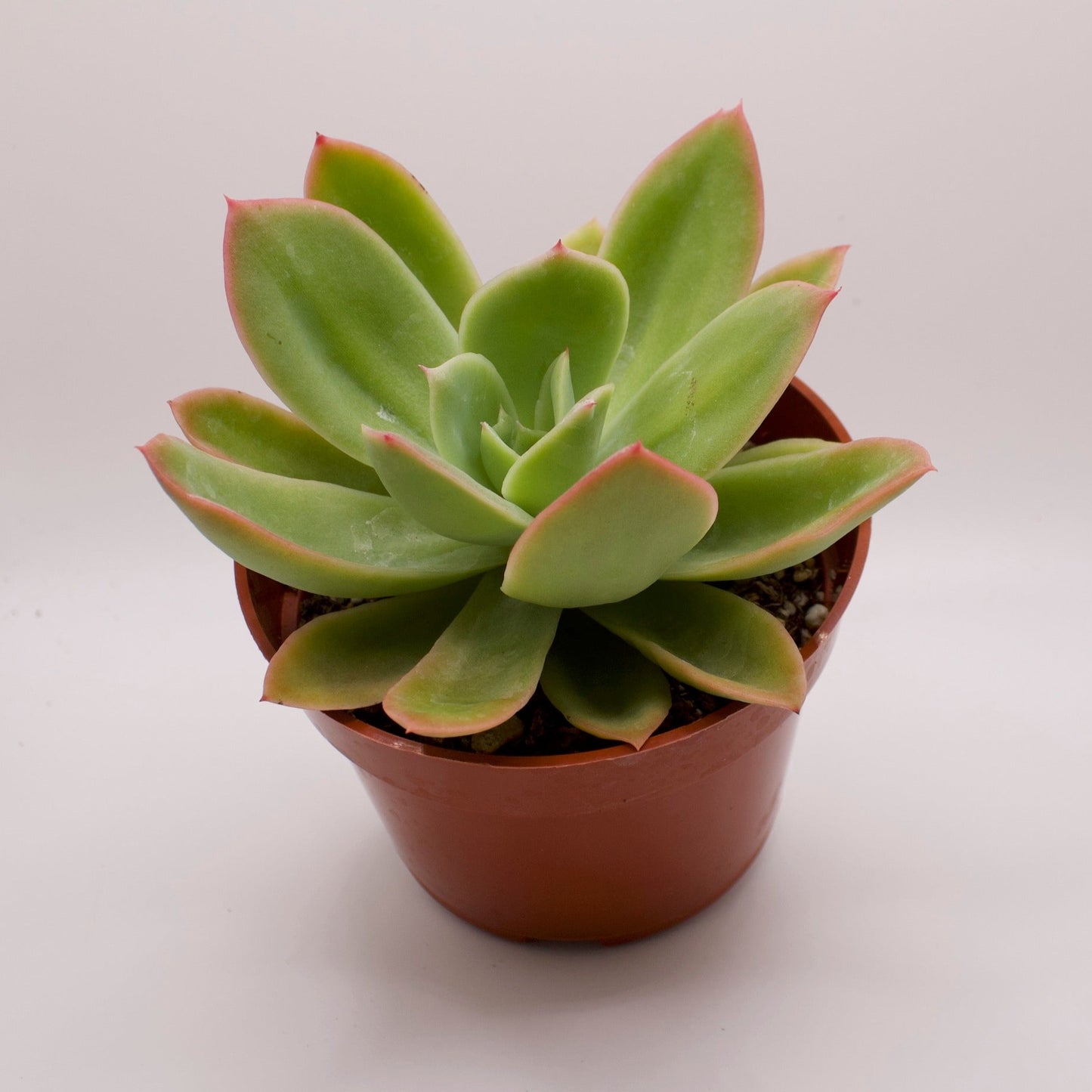Echeveria Lemon Lime