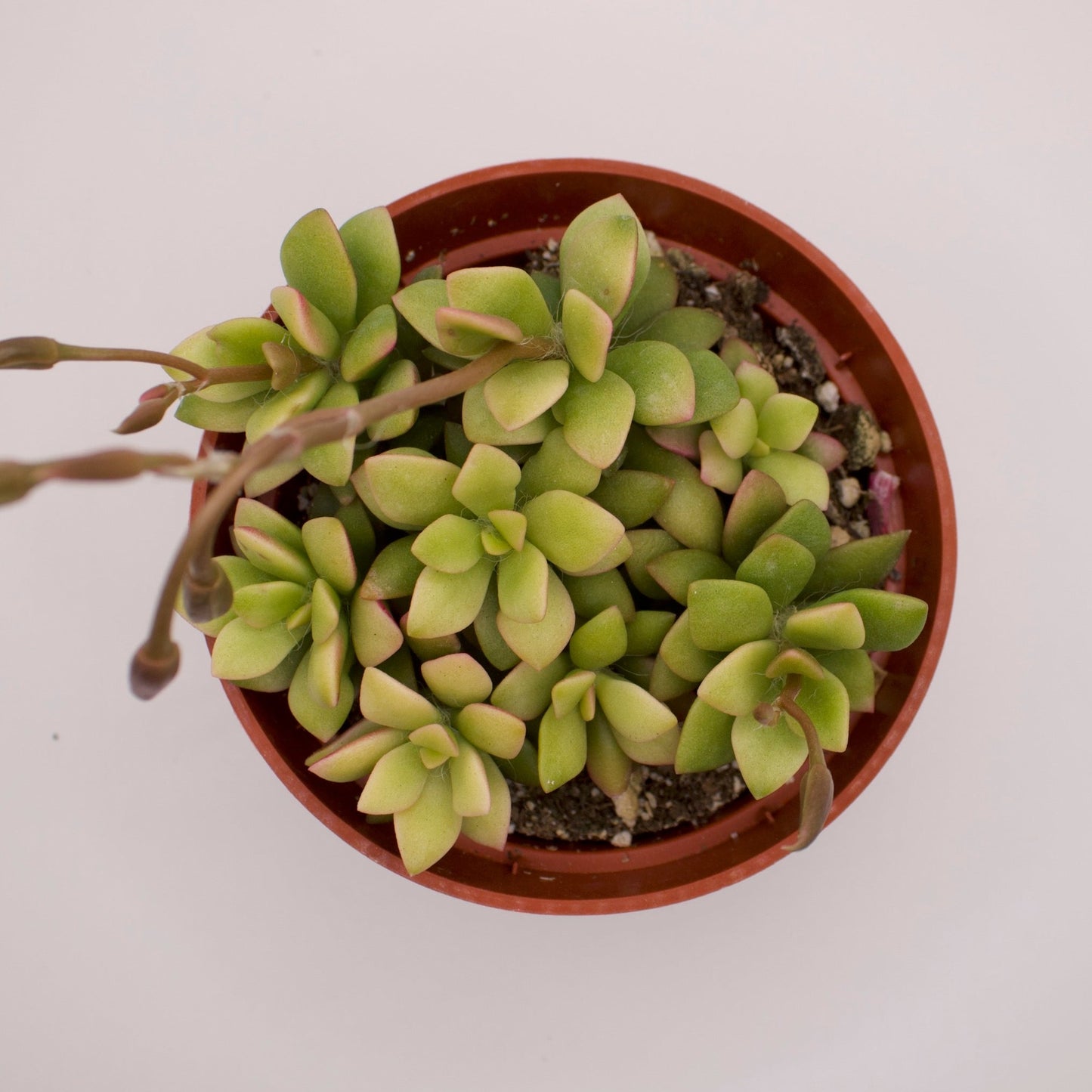 Anacampseros Variegatum Sunrise