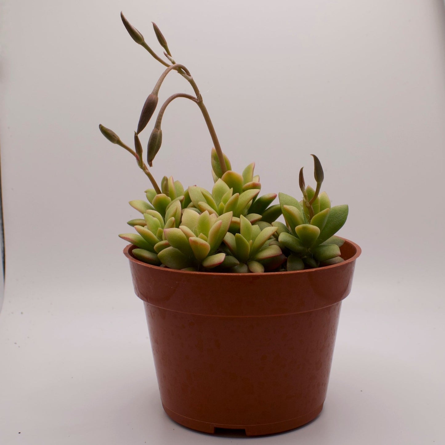 Anacampseros Variegatum Sunrise
