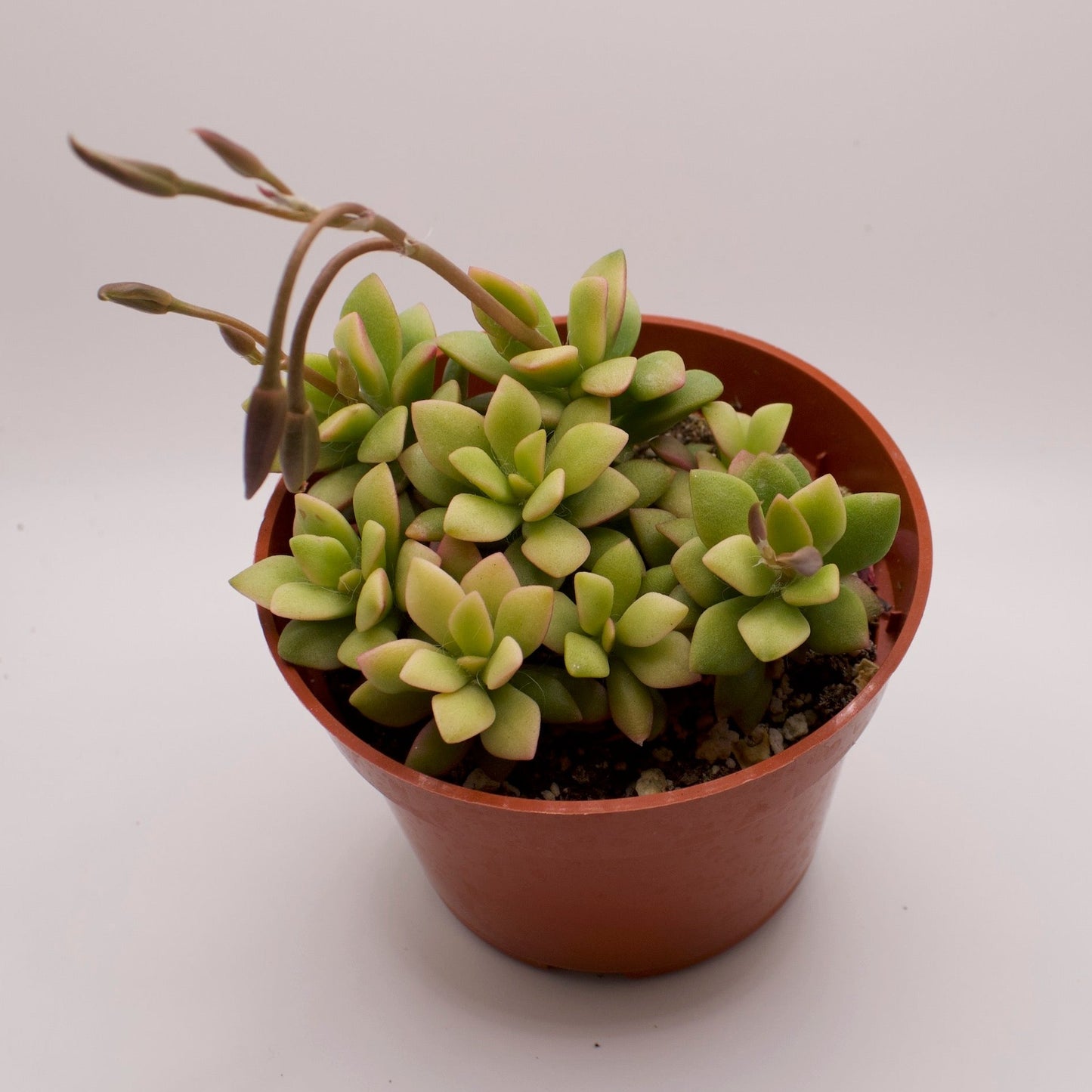 Anacampseros Variegatum Sunrise