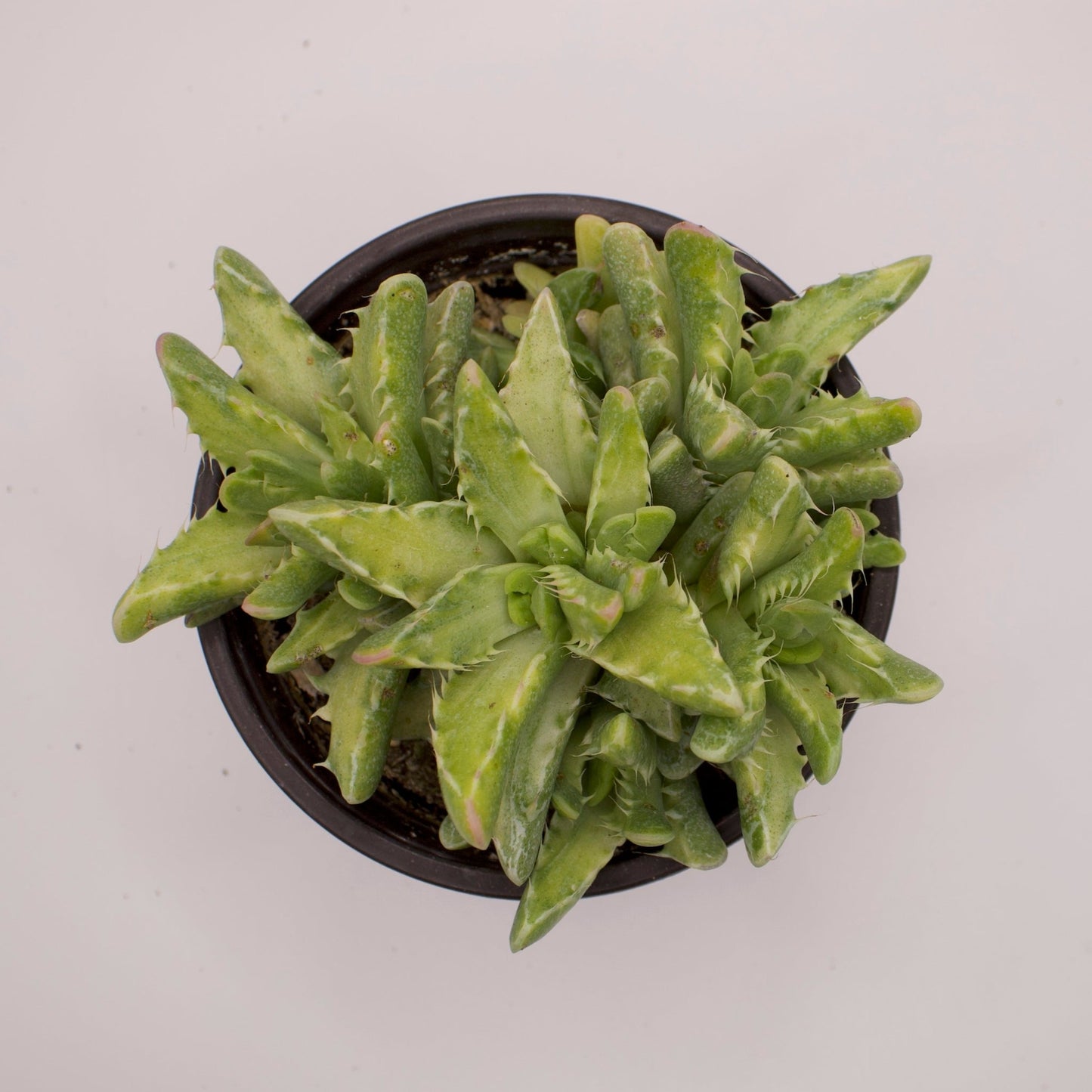 Faucaria Variegated Tiger Jaws