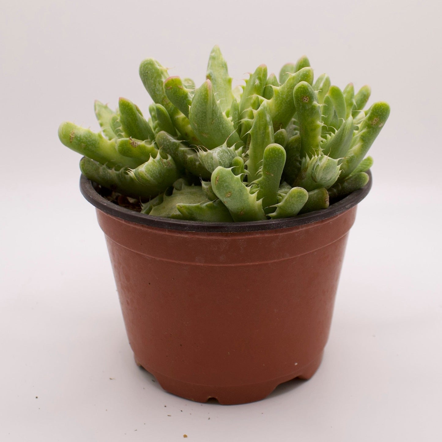 Faucaria Variegated Tiger Jaws